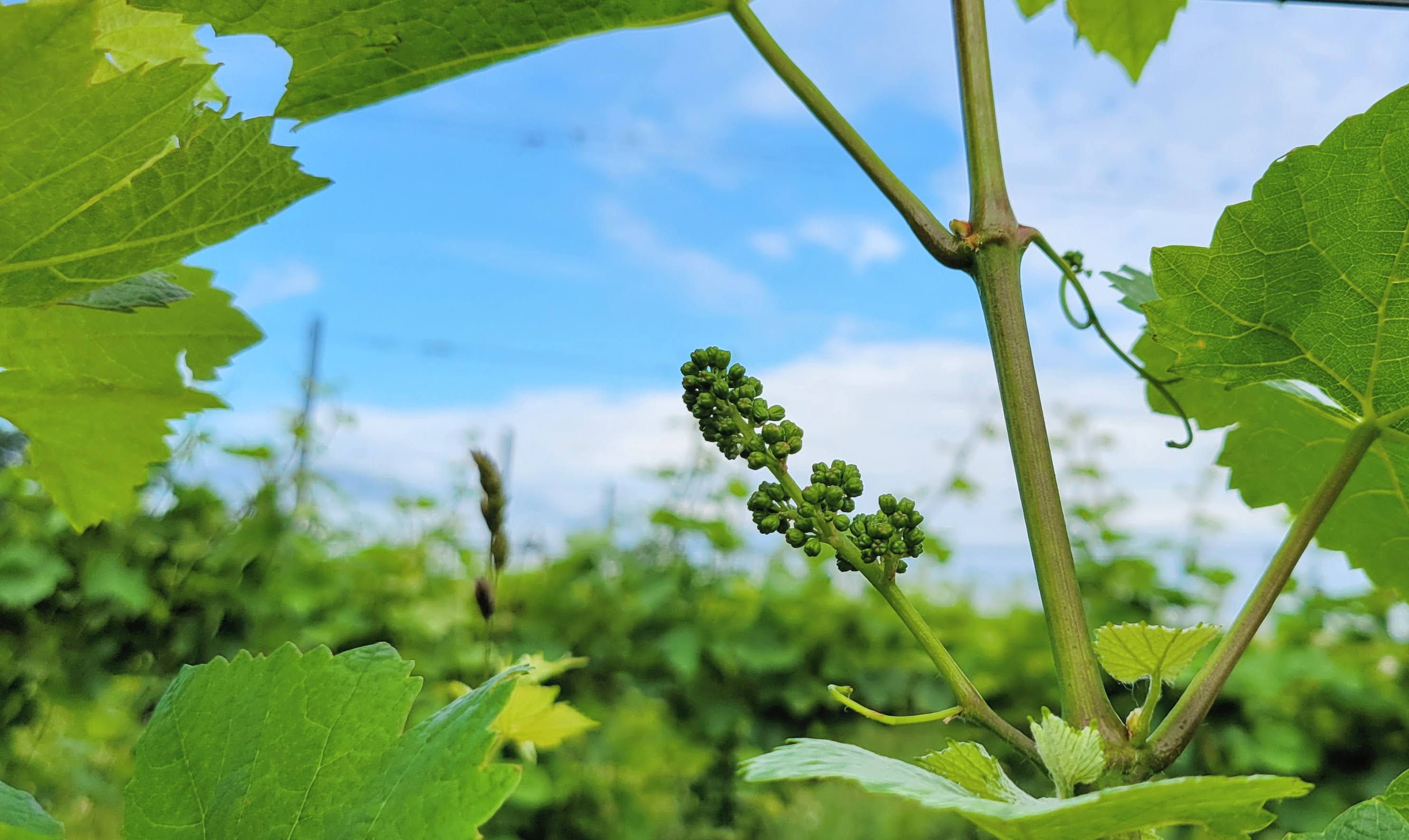Pinot Blanc grape clusters.